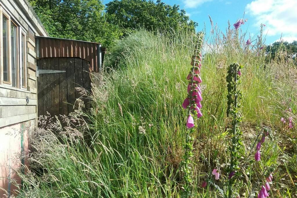 Foxesden, Unique Eco Cabin, Dartmoor Views 사우스브렌트 외부 사진